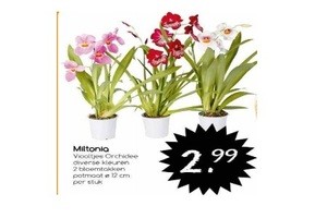 miltonia