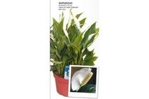 spathiphyllum