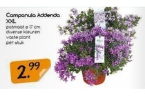 campanula addenda xxl