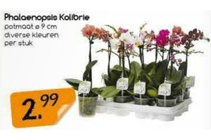 phalaenopsis kolibrie 