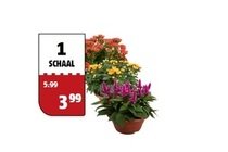 bloemen in schaal