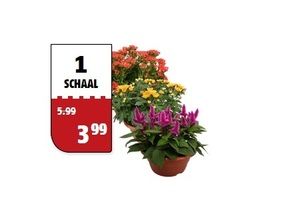 bloemen in schaal