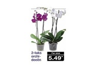 2 taks orchideeeumln