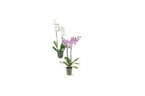 ah orchidee 2 takker