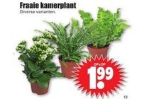 fraaie kamerplant