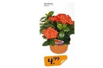 ixora kontiki