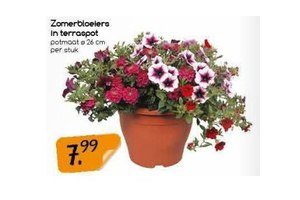 zomerbloeiers in terraspot