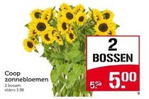 coop zonnebloemen