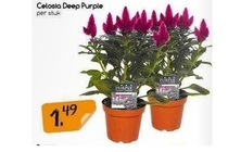 celosia deep purple