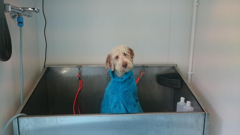 Honden worden professioneel gewassen en gedroogd.